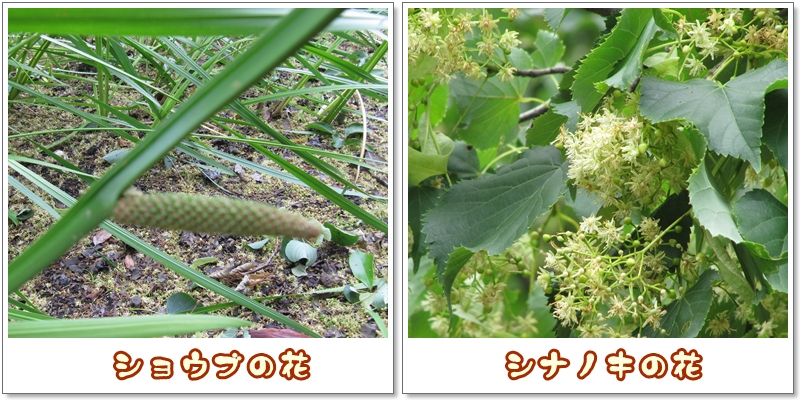 イメージ 5