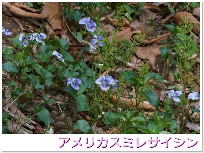 イメージ 28