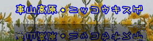 イメージ 11