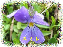 イメージ 27