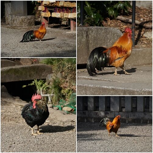 谷保天満宮の梅 気ままな観光