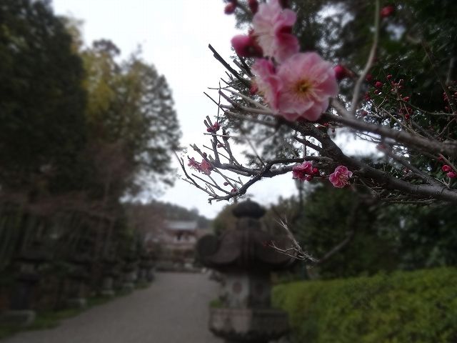 イメージ 13