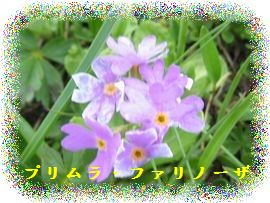 イメージ 11