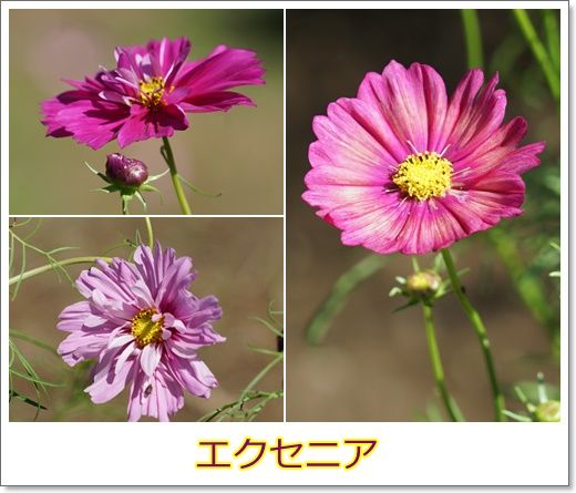 イメージ 8