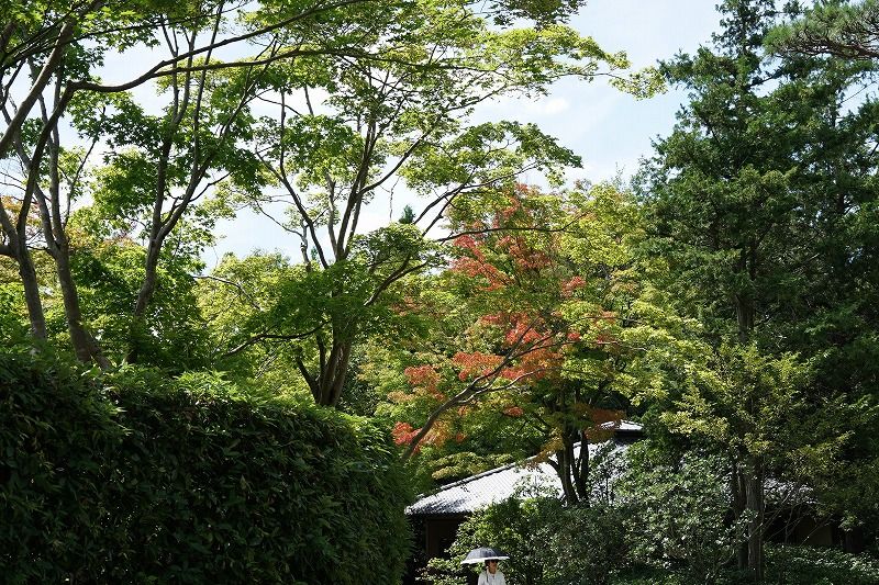イメージ 13