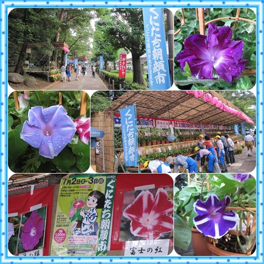 くにたち朝顔市 気ままな観光 くにたち朝顔市 気ままな観光