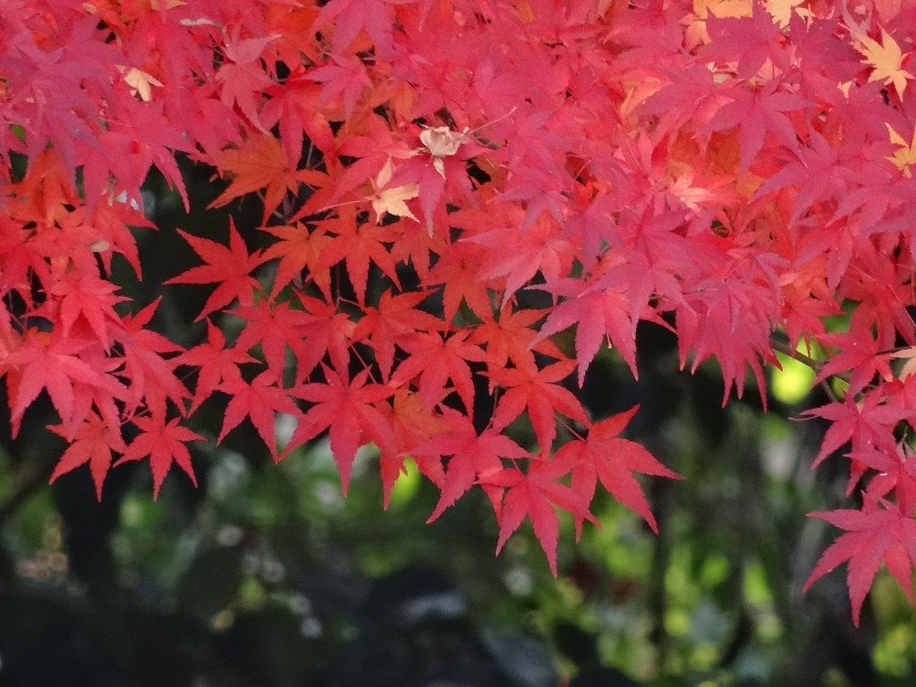 イメージ 14