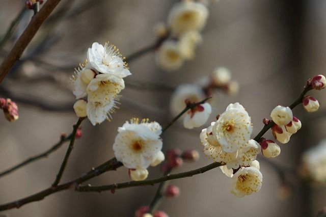イメージ 5