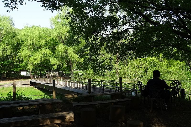 野川公園に咲く花 気ままな観光 野川公園に咲く花 気ままな観光