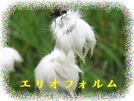 イメージ 29