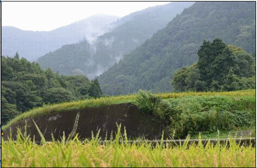 自転車稲トンボ犬