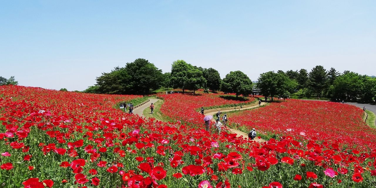 昭和記念公園のシャーレーポピーが満開です 気ままな観光 昭和記念公園のシャーレーポピーが満開です 気ままな観光