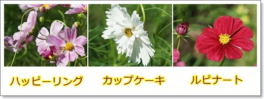 イメージ 11