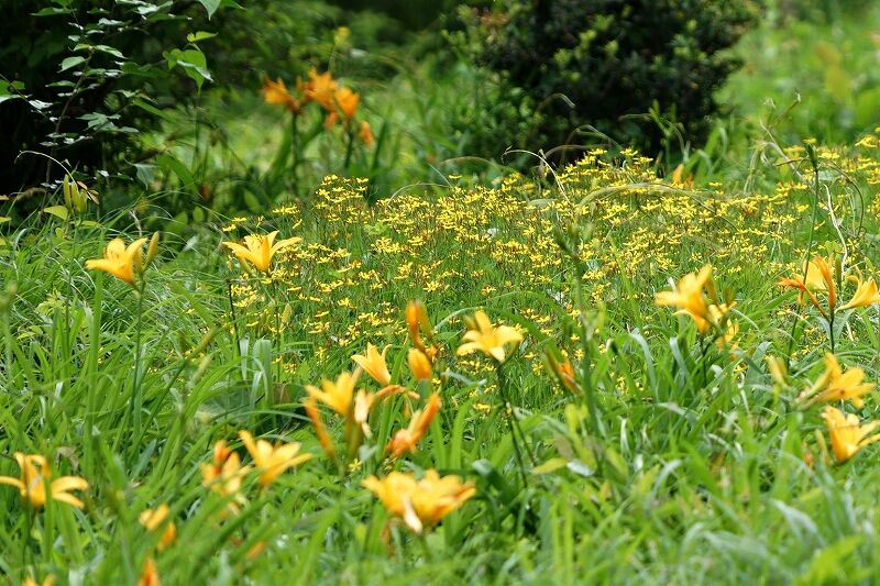 浅間山公園のムサシノキスゲ 気ままな観光