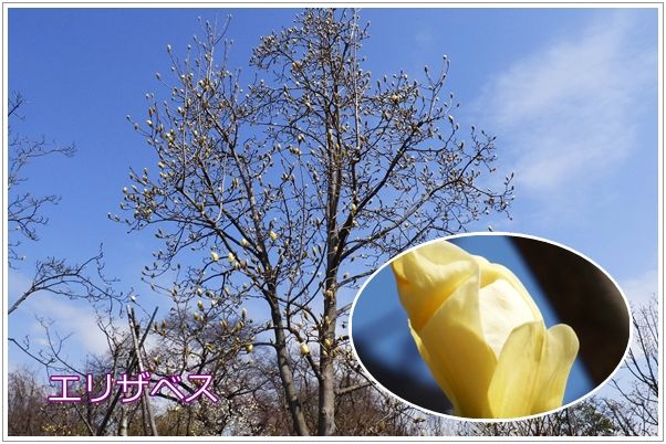 イメージ 9