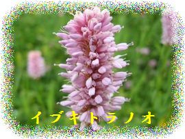イメージ 28
