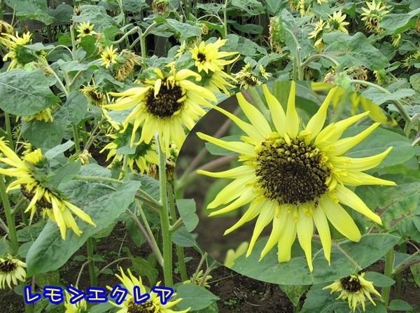 イメージ 4
