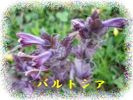 イメージ 10