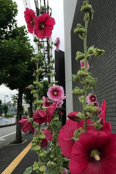 イメージ 11