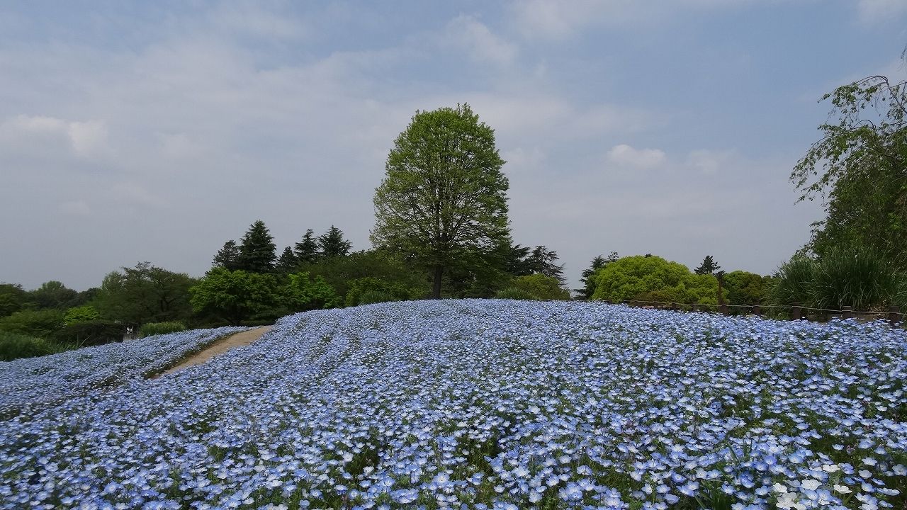 イメージ 6
