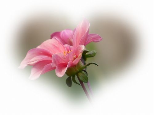 イメージ 12
