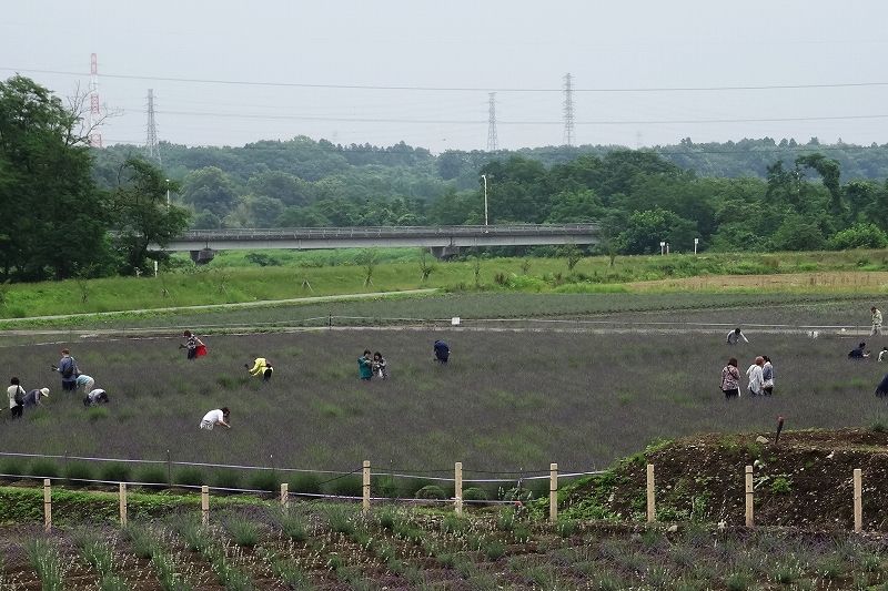イメージ 7