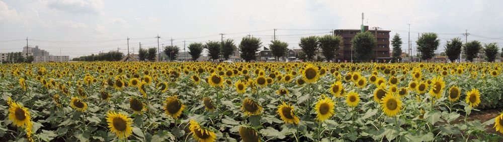 イメージ 6