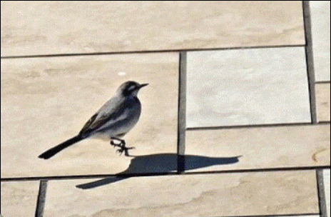 GIF