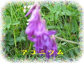 イメージ 5