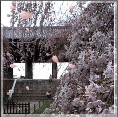 桜散る 画像遊び 気ままな観光 桜散る 画像遊び 気ままな観光