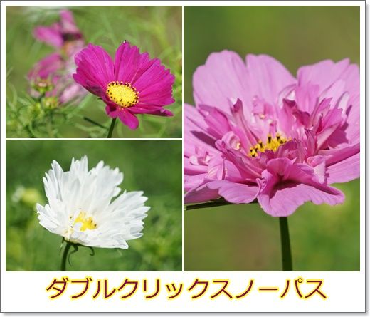 イメージ 7