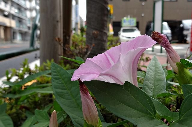 イメージ 2