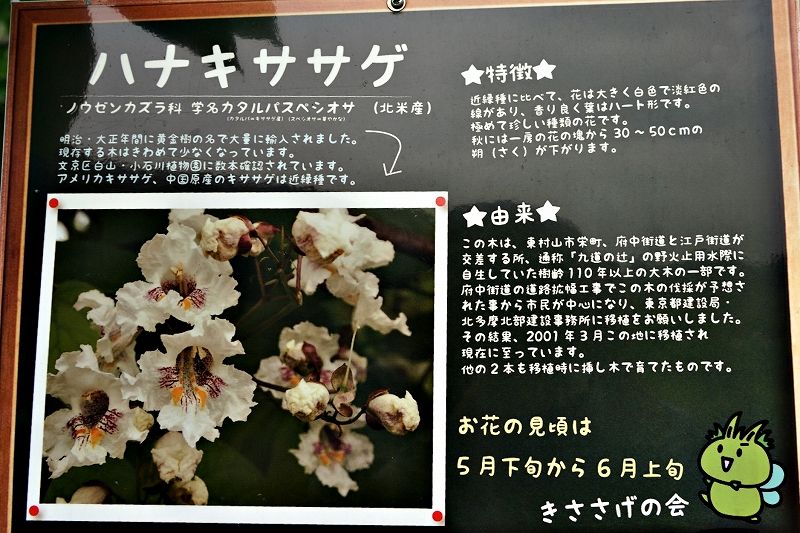 イメージ 11