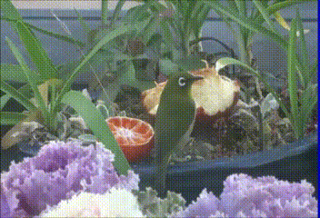 イメージ 8