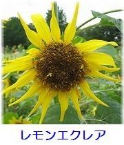 イメージ 17