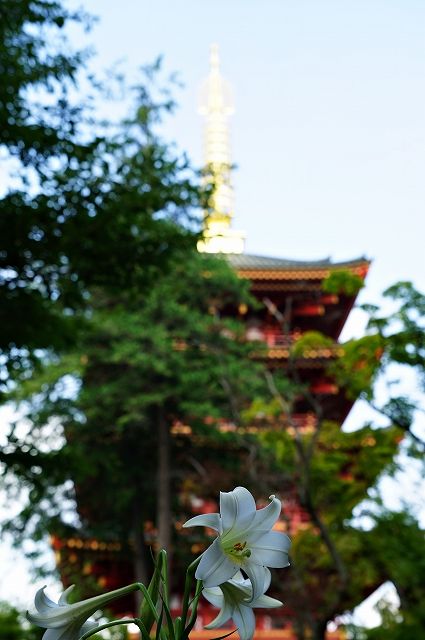 イメージ 10