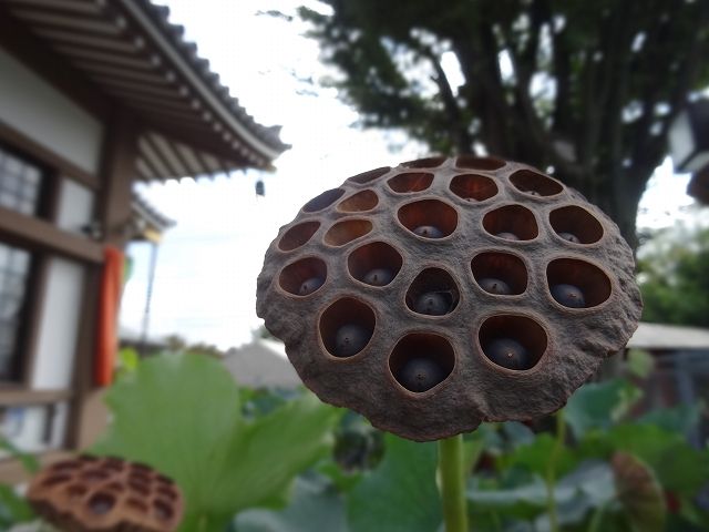 イメージ 4