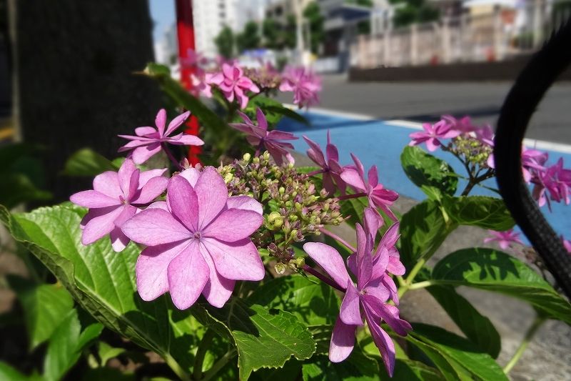 イメージ 8