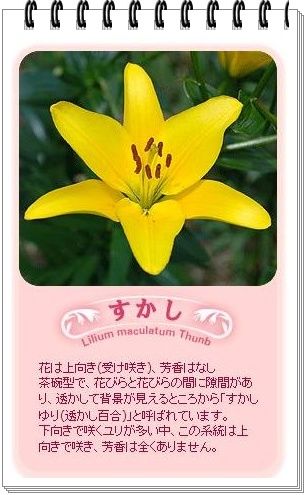 イメージ 5