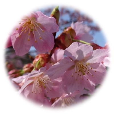 イメージ 8