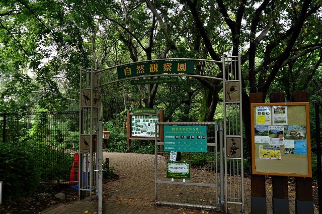 野川自然観察園 秋海棠 気ままな観光 野川自然観察園 秋海棠 気ままな観光