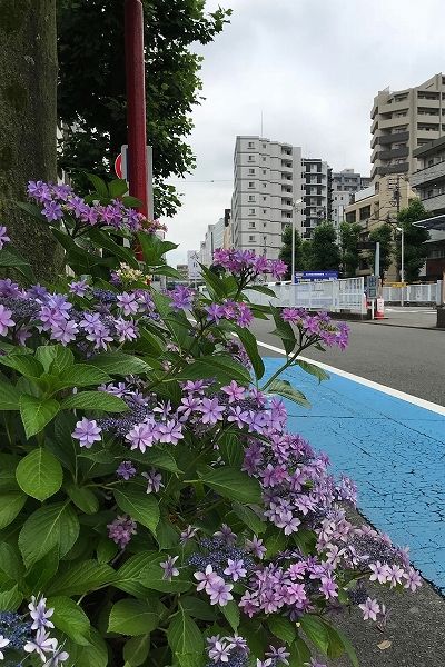 イメージ 7