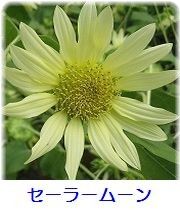 イメージ 14