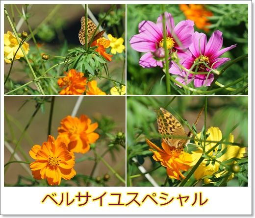 イメージ 6