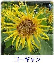 イメージ 7