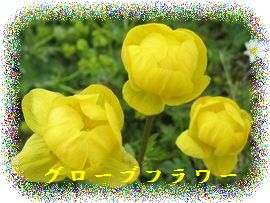 イメージ 12