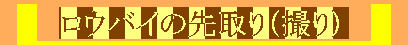 イメージ 5