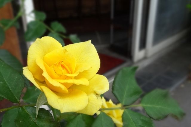 イメージ 15