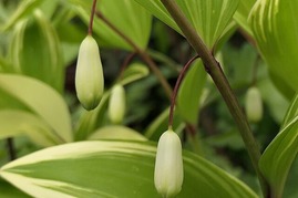 P1007950