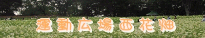 イメージ 9